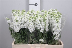 Matth Impala White 56cm 23