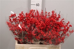 Ilex Vert (RODE Bes) 60cm