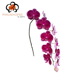 Phal T Fl Lie-de-vin 80cm