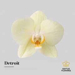 Phal Anthura Detroit