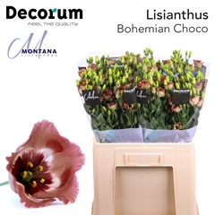 Eus E Bohemian Choco 60cm