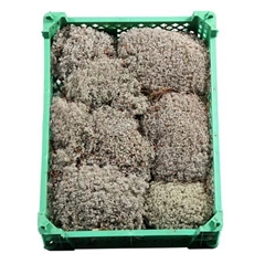 Mossen Other 21% 980gram