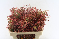 Rosa F Aut Splendor 55cm