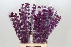 Callicarpa Giraldii 80cm