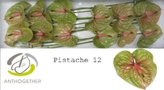 Anth A Pistache 13cm Ø