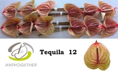 Anth A Tequila 13cm Ø