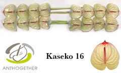 Anth A Kaseko 11cm Ø