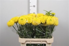 Tage E Co Yellow 80cm