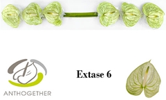 Anth A Extase 13cm Ø