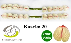 Anth A Kaseko 9cm Ø