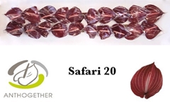 Anth A Safari 9cm Ø