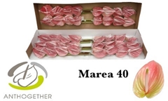 Anth Marea 11cm Ø
