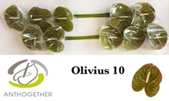 Anth A Olivius 15cm Ø