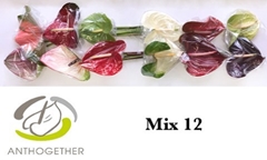 Anth A Mixed 13cm Ø