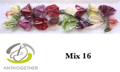 Anth A Mixed 11cm Ø