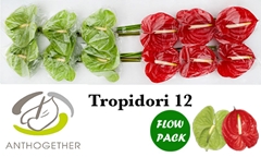 Anth A Tropidor Gem 13cm Ø