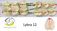 Anth A Lybra-adr- 13cm Ø