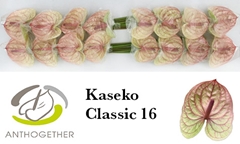 Anth A Kaseko Cl 11cm Ø