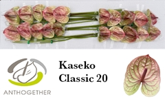 Anth A Kaseko Cl 9cm Ø