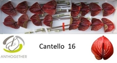 Anth A Cantello -ADR- 11cm Ø