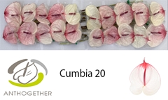 Anth A Cumbia 9cm Ø