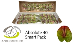 Anth A Absolute 11cm Ø