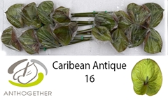 Anth A Caribean Anti 11cm Ø