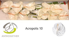 Anth A Acropolis 15cm Ø
