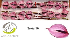 Anth A Nexia 11cm Ø