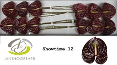 Anth A Showtime-oost- 13cm Ø