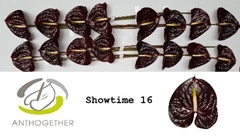 Anth A Showtime-oost- 11cm Ø