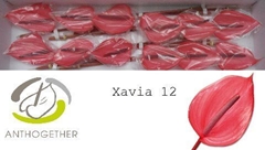 Anth A Xavia 13cm Ø