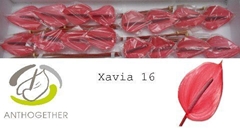 Anth A Xavia 11cm Ø