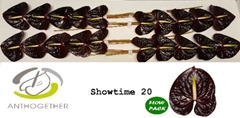 Anth A Showtime-oost- 9cm Ø