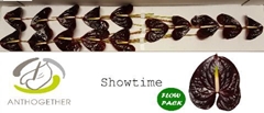 Anth A Showtime-oost- 7cm Ø
