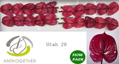 Anth A Utah -OOST- 9cm Ø