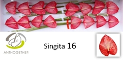 Anth A Singita -ADR- 11cm Ø