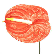 Anth A Naranja 15cm Ø