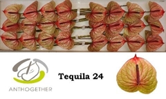 Anth A Tequila 11cm Ø