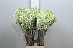 Syr V Engler Weiss T 80cm