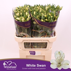Alstr White Swan 75cm 60gram