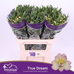 Alstr True Dream 75cm 60gram