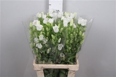 Camp Champion White 70cm