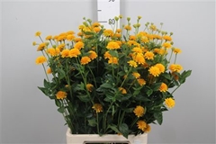 Heliopsis Hel Asahi