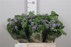 Ager H Blue Planet 60cm
