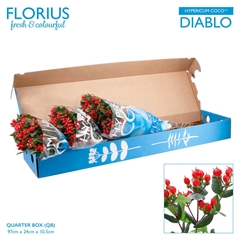 Hyp Coco Diablo 70cm