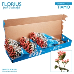 Hyp Coco Tiamo 70cm