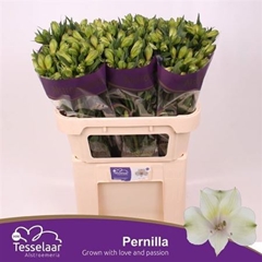 Alstr Pernilla 75cm 75gram