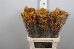 Anigoz Gold Fever 80cm