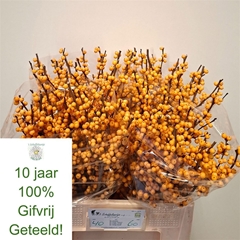 Ilex Ve Gold Verboom 60cm